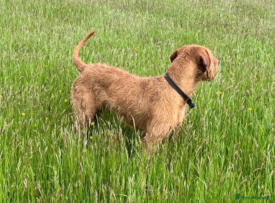 Hungarian Vizsla dogs for sale: Wire haired Hungarian Vizsla - Image 2