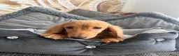 Miniature Dachshund dogs for sale: Ready now KC reg 5 month old boy  - Advert 10