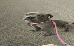 Cane Corso dogs for sale: River - Image 3