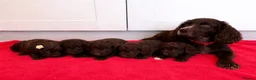 Cockapoo dogs for sale: Beautiful F1 cockerpoo puppies - Advert 19
