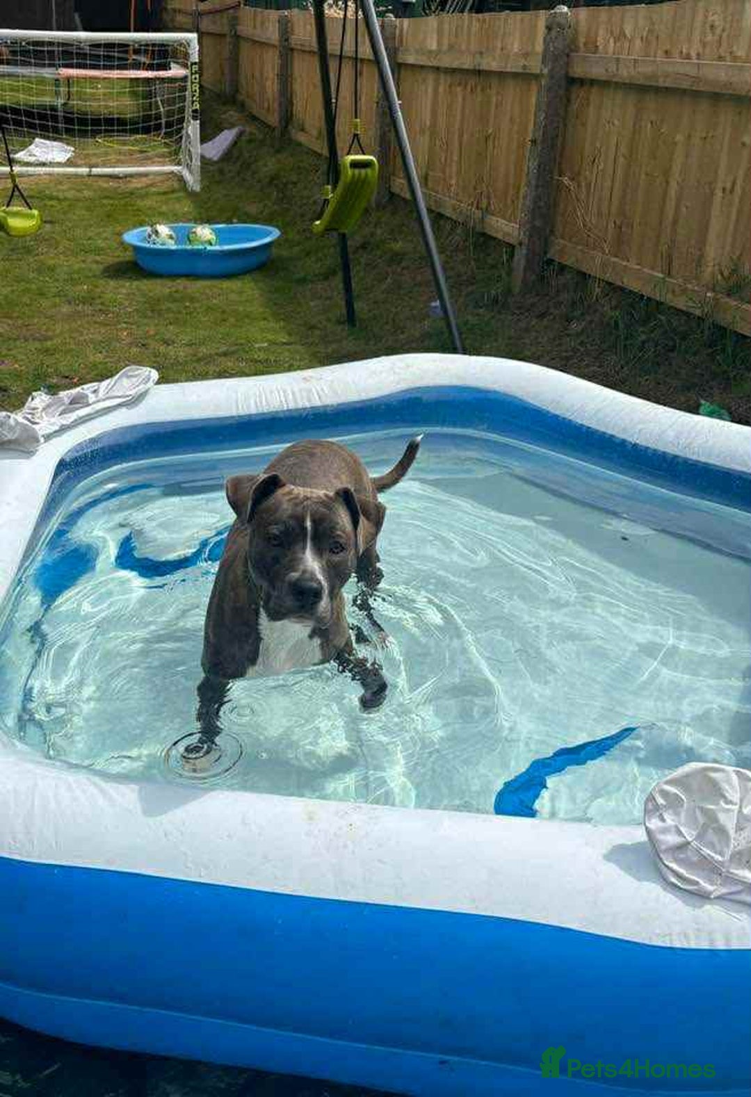 Mixed Breed dogs for sale: Staffy cross - Image 4