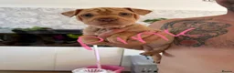 Mixed Breed dogs for sale: Gorgeous little of Shar pies cross French bulldog  - Advert 4