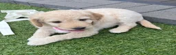 Double Doodle dogs for sale: Beautiful Golden St Bernadoodle Puppies for Sale  - Advert 29
