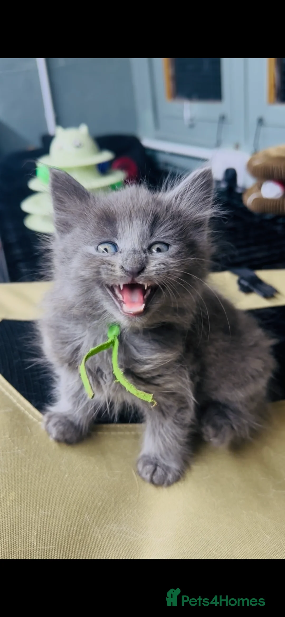 Maine Coon cats for sale: Mainecoons  - Advert 2