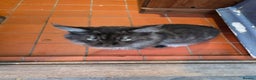 Maine Coon cats for sale: Pure Breed Maine Coone Kittens - Advert 4
