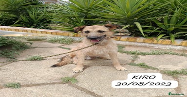 Mixed Breed dogs - Advert 4