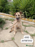 Mixed Breed dogs Urgent Now 🚨 Please offer Kiro a home 🏠 - Advert 13