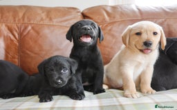 Labrador Retriever dogs for sale: Stunning Health Tested Labrador Puppies - Image 4