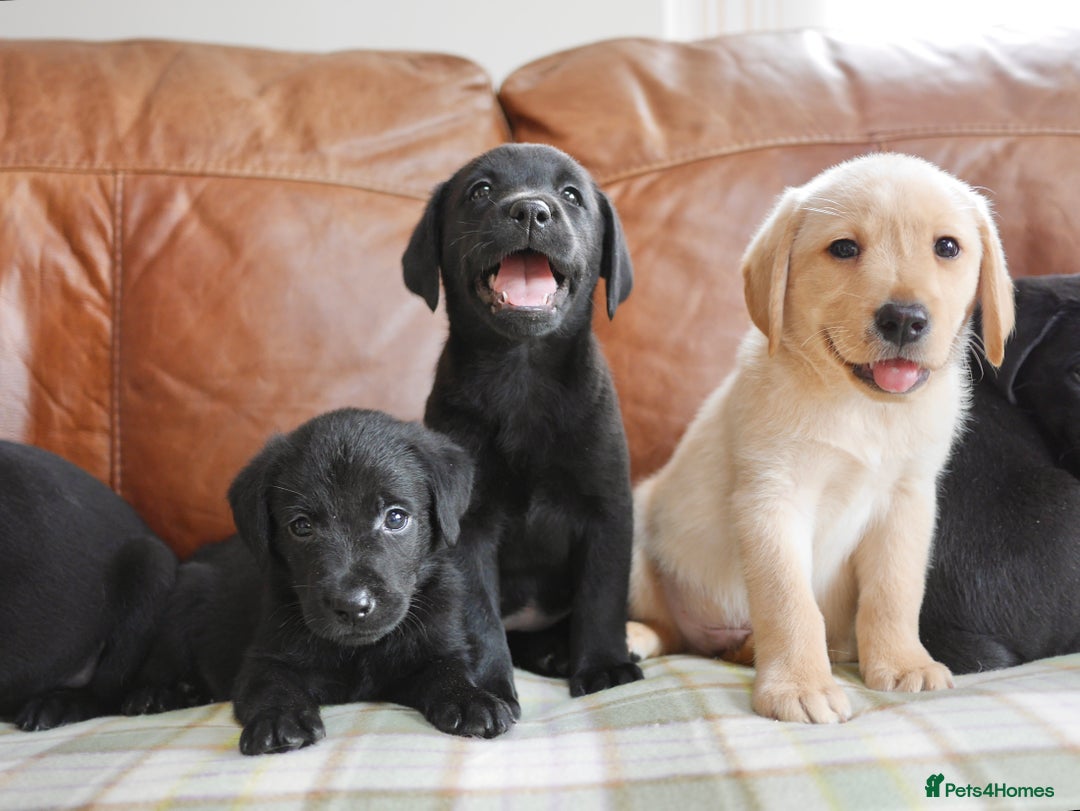 Labrador Retriever dogs for sale: Stunning Health Tested Labrador Puppies - Image 4