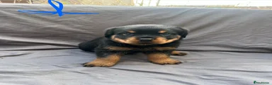 Rottweiler 1