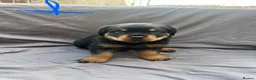 Rottweiler dogs for sale: Rottweiler pups - Advert 32