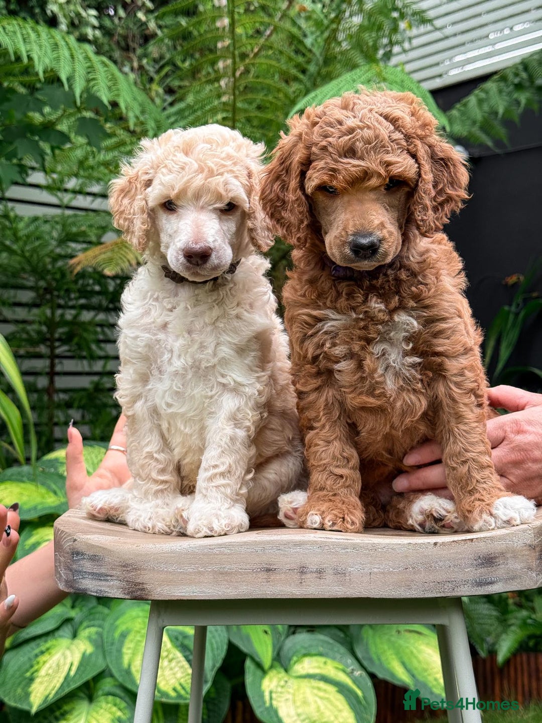 Standard Poodle dogs for sale: Standard Poodle Puppies Looking for Their Families - Image 1