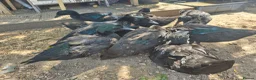 Ducks poultry for sale: Purebred Cayuga Ducklings  - Advert 1