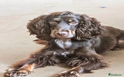 Cocker Spaniel dogs for sale: Chocolate roan cocker spaniel  - Advert 3
