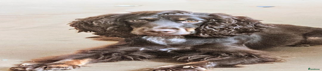 Cocker Spaniel Puppy 1