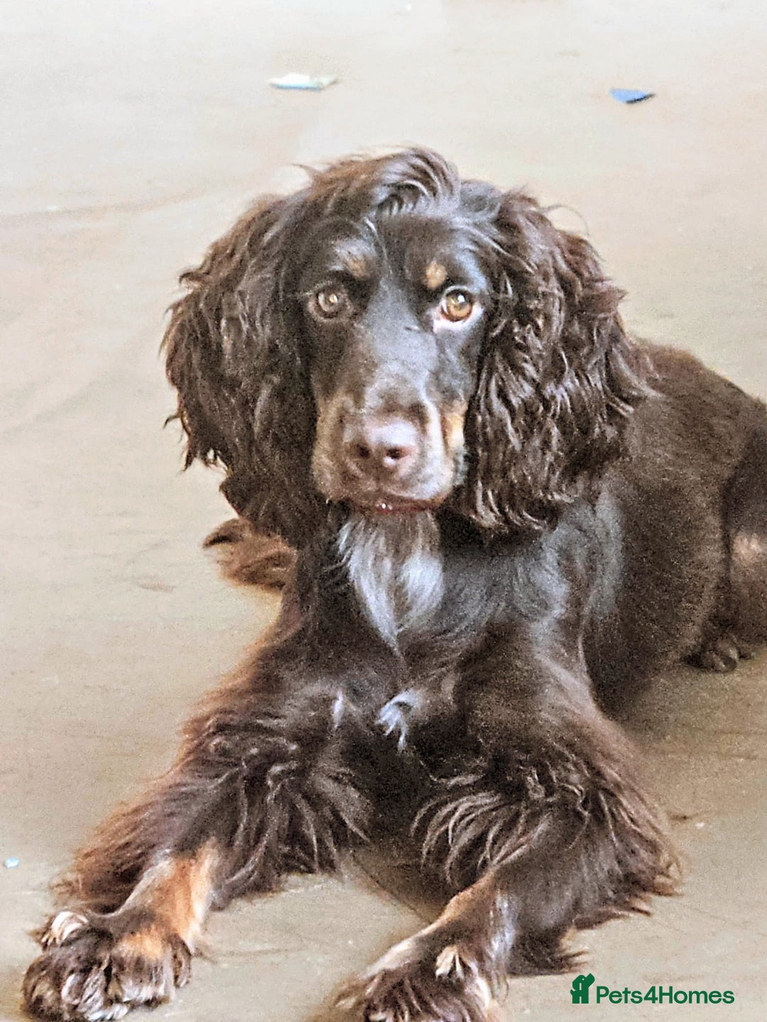 Cocker Spaniel dogs for sale: Chocolate roan cocker spaniel  - Advert 3