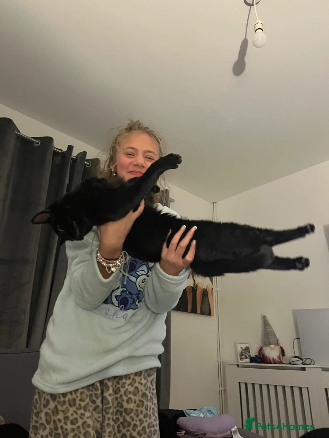 Domestic Shorthair cats for sale: FREE beautiful boy ❤️ - Advert 6