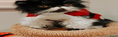Persian 1