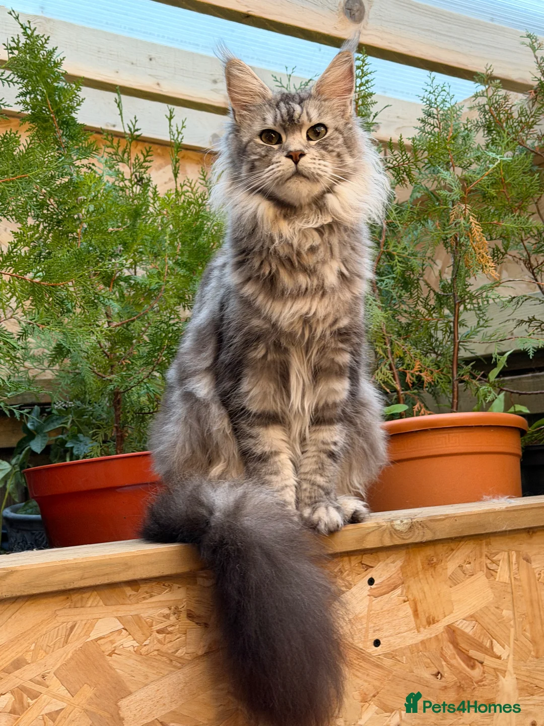 Maine Coon cats for sale: 🐾 BEAUTIFUL MAINE COON KITTENS FOR SALE 🐾 in Margate - Advert 2