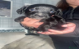 English Springer Spaniel dogs for sale: 2 beautiful english springer spaniels  - Image 7