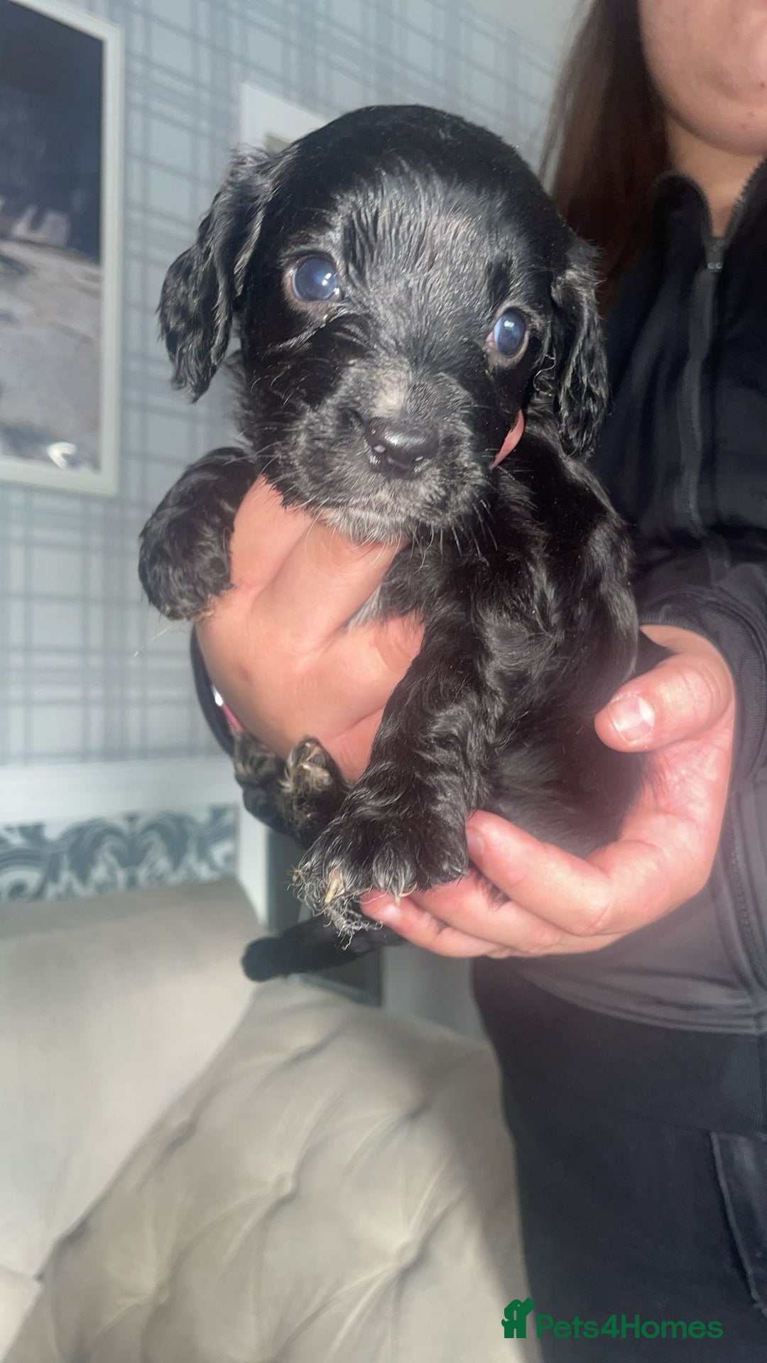 English Springer Spaniel dogs for sale: 2 beautiful english springer spaniels  - Image 7