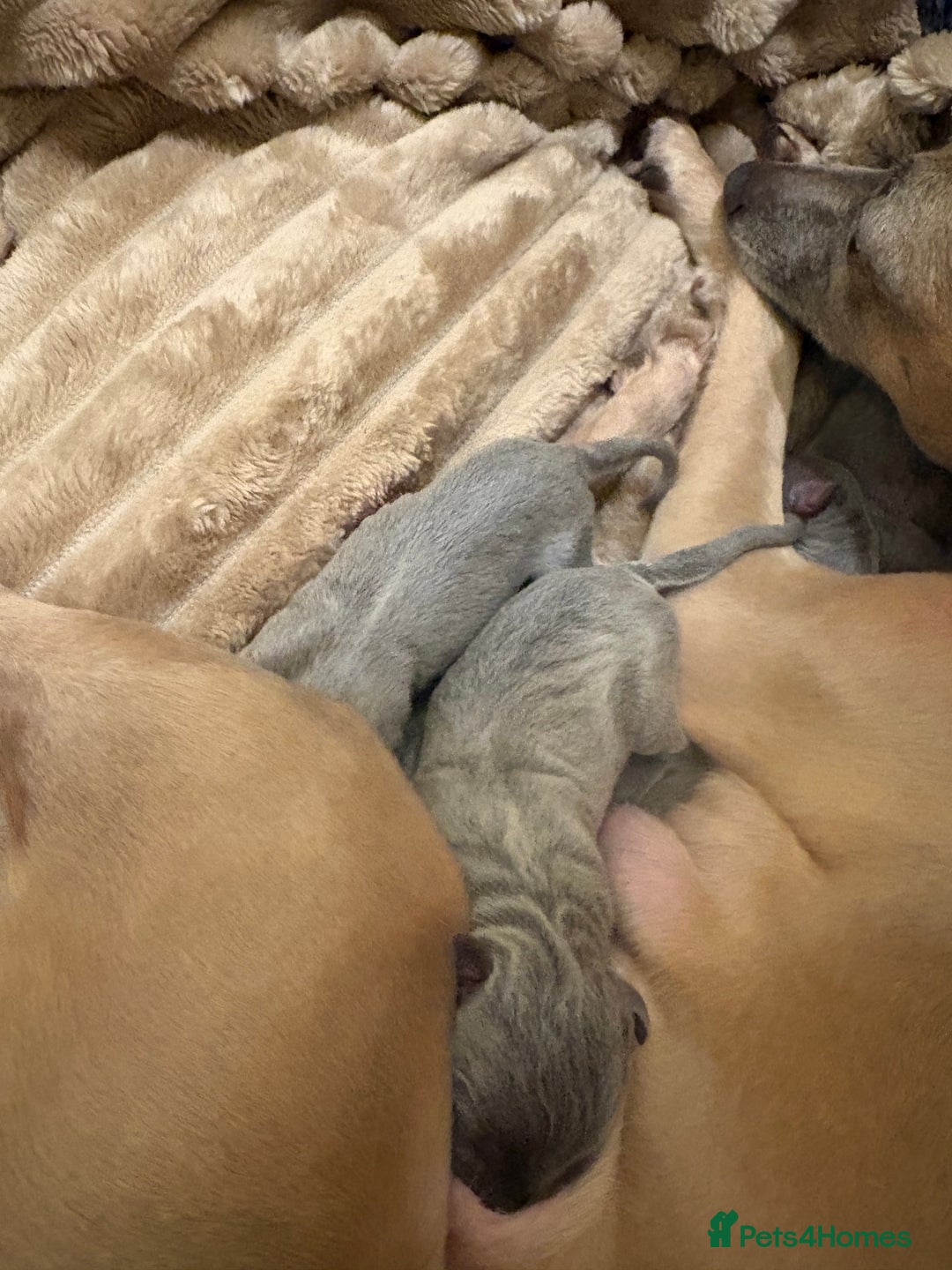 Whippet dogs for sale: Full whippet blue pups  - Advert 3