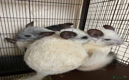 Chinchilla rodents for sale: Gorgeous and very cute and cuddly Chinchillas - Image 7
