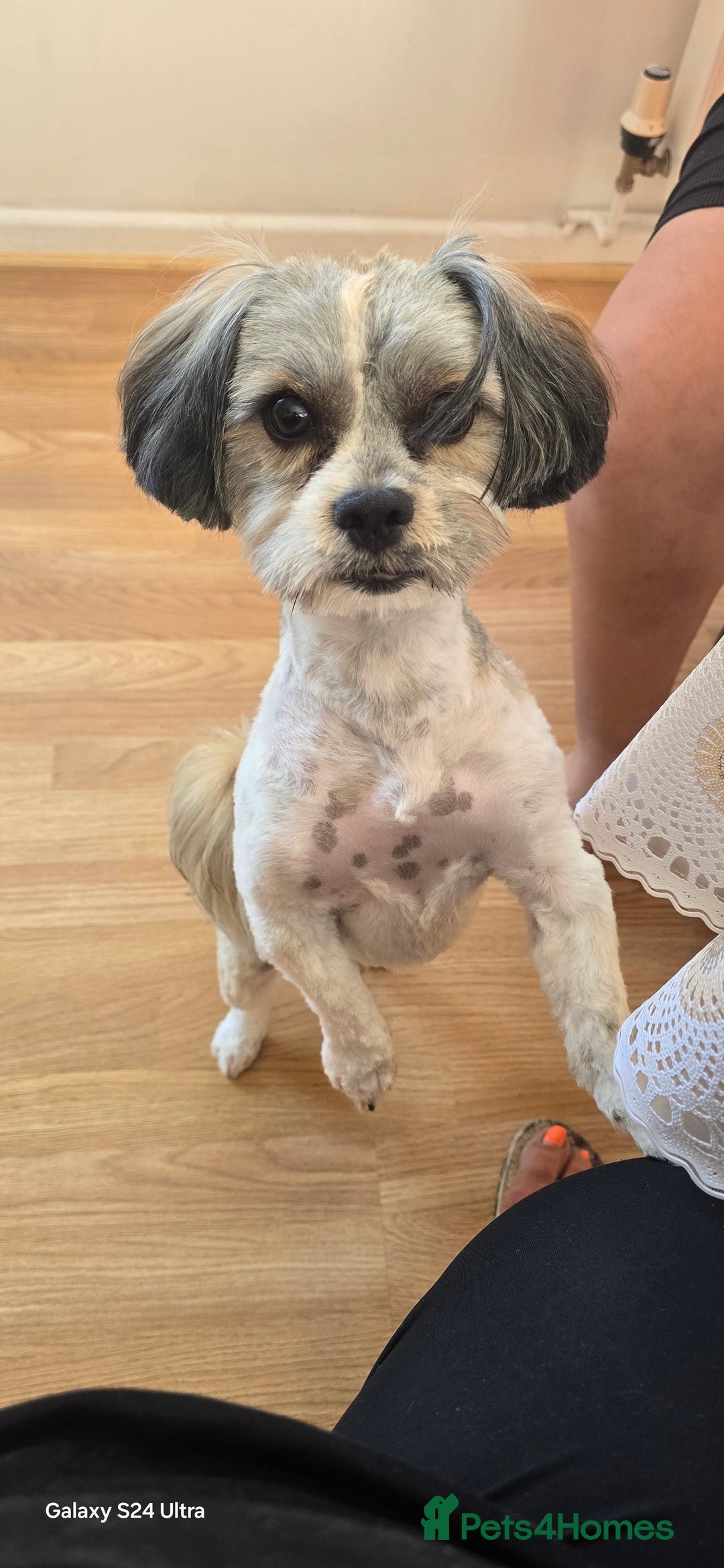 Shih Tzu dogs for sale: Doggy  - Image 9