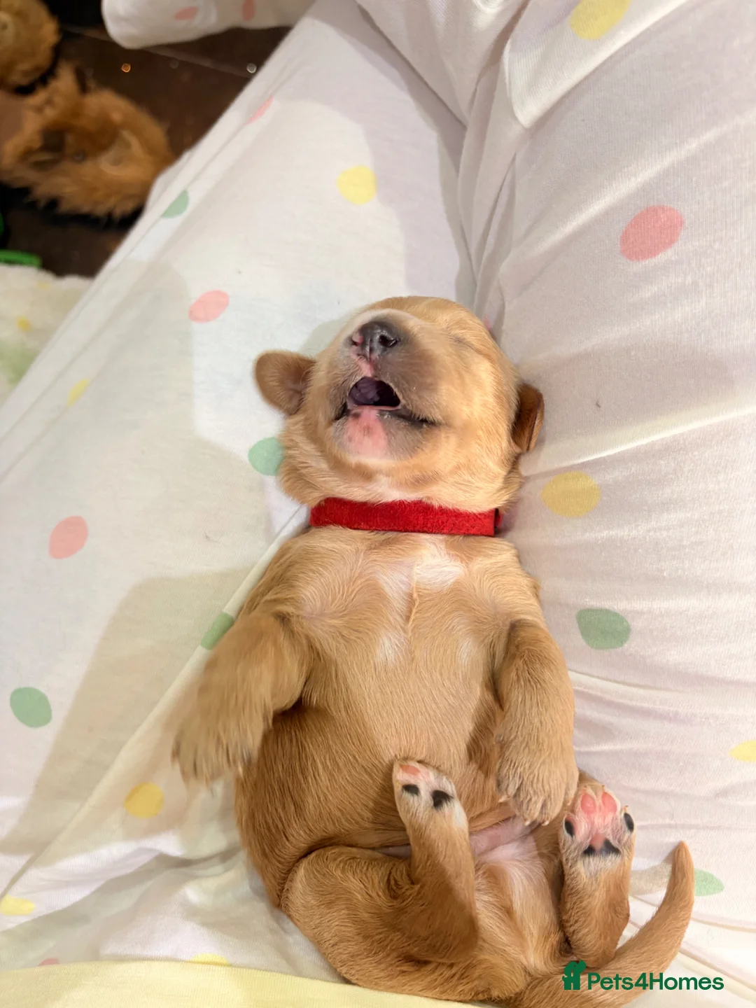 Mini Goldendoodle dogs for sale: Gorgeous litter Mini Goldendoodles, Therapy mum  - Advert 1