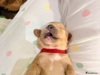 Mini Goldendoodle dogs Gorgeous litter Mini Goldendoodles, Therapy mum - Advert 10