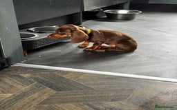 Miniature Dachshund dogs for sale: READY NOW Stunning miniature dachshund pups in Mirfield - Image 24
