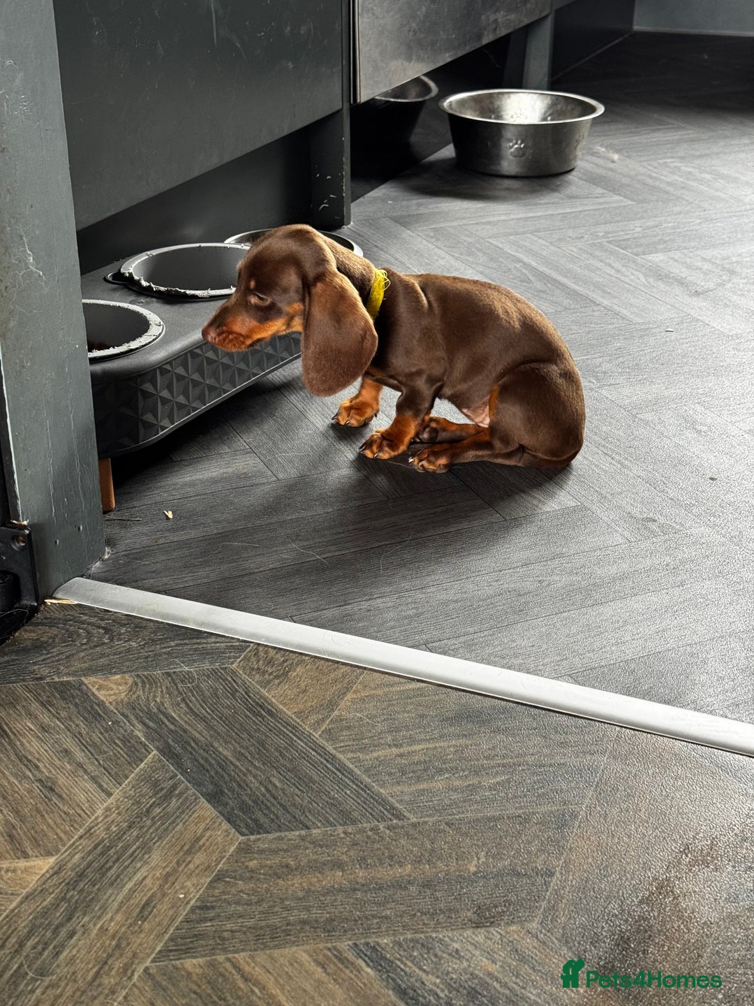 Miniature Dachshund dogs for sale: READY NOW Stunning miniature dachshund pups in Mirfield - Image 24