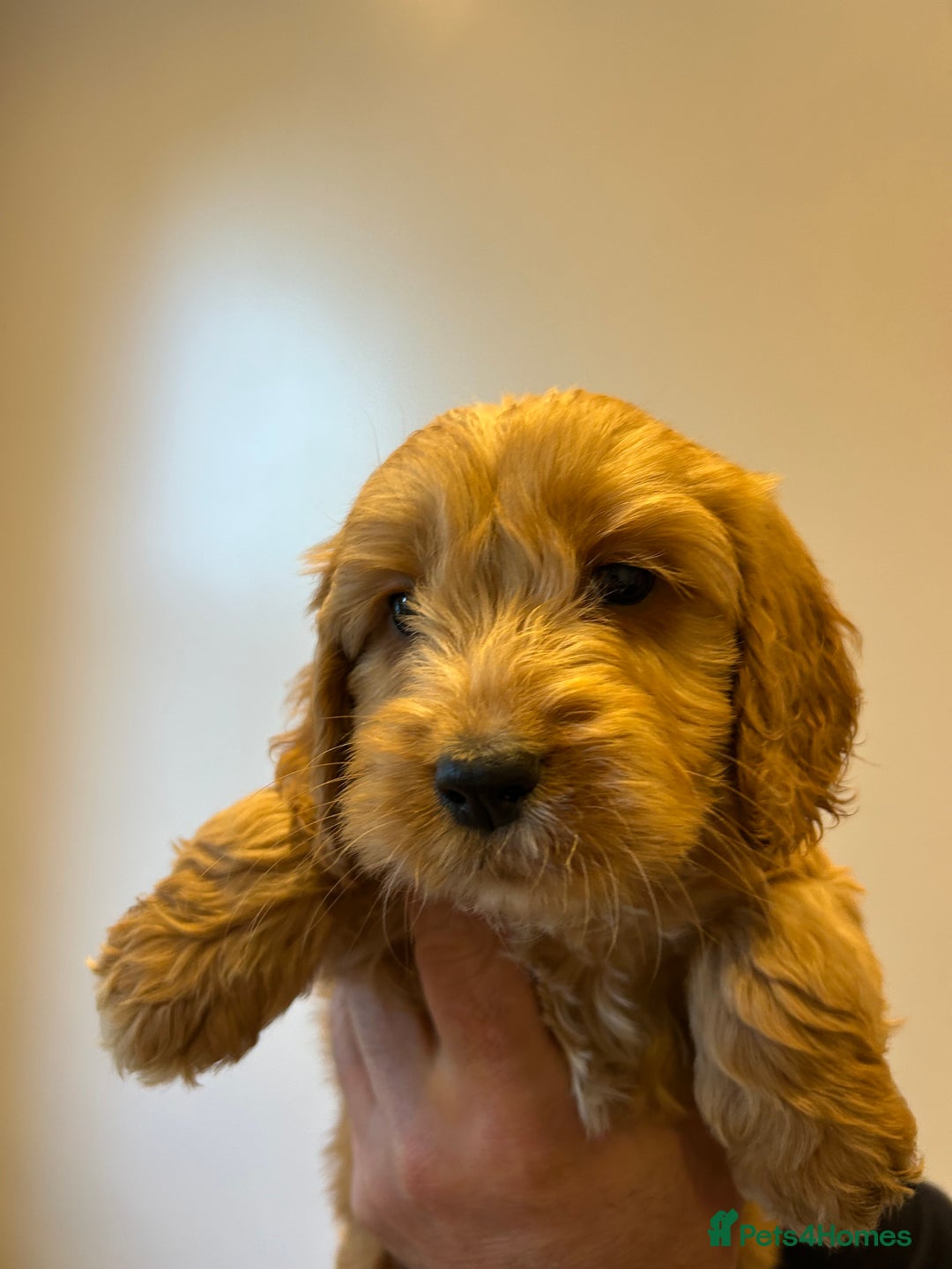 Cockapoo dogs for sale: Cockapoo puppies f1 gorgeous little babys - Advert 10