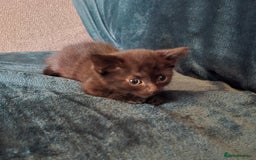 Mixed Breed cats for sale: Adorable kittens for sale. - Image 3