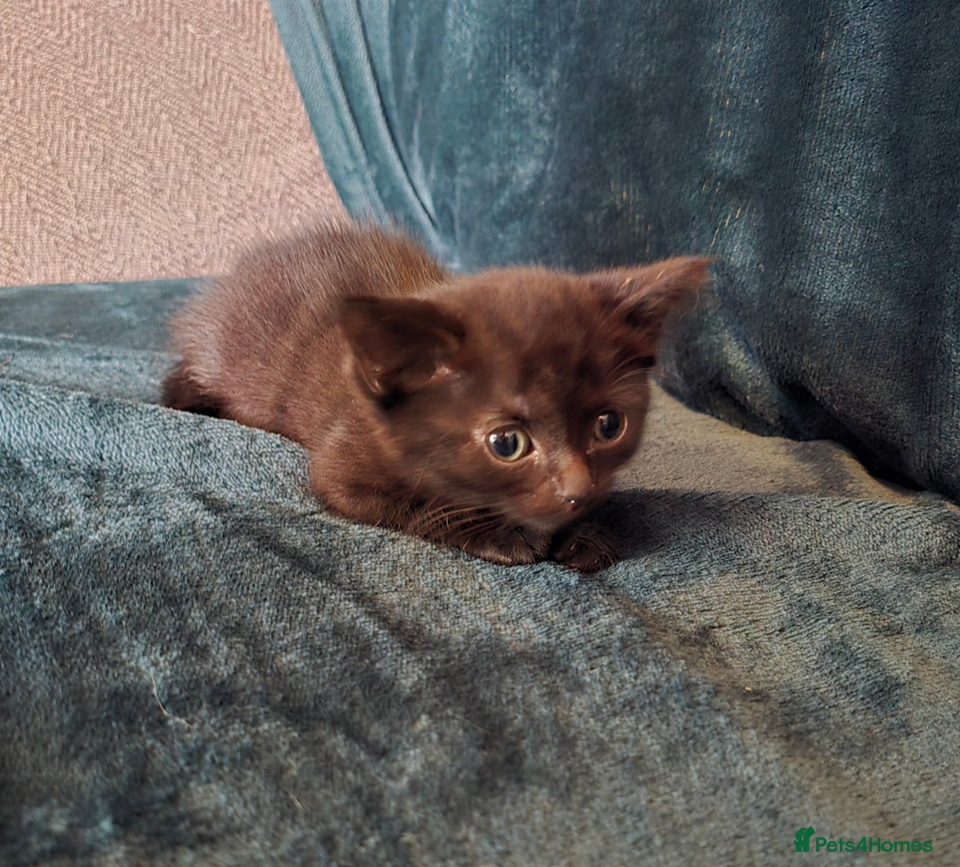Mixed Breed cats for sale: Adorable kittens for sale. - Image 3