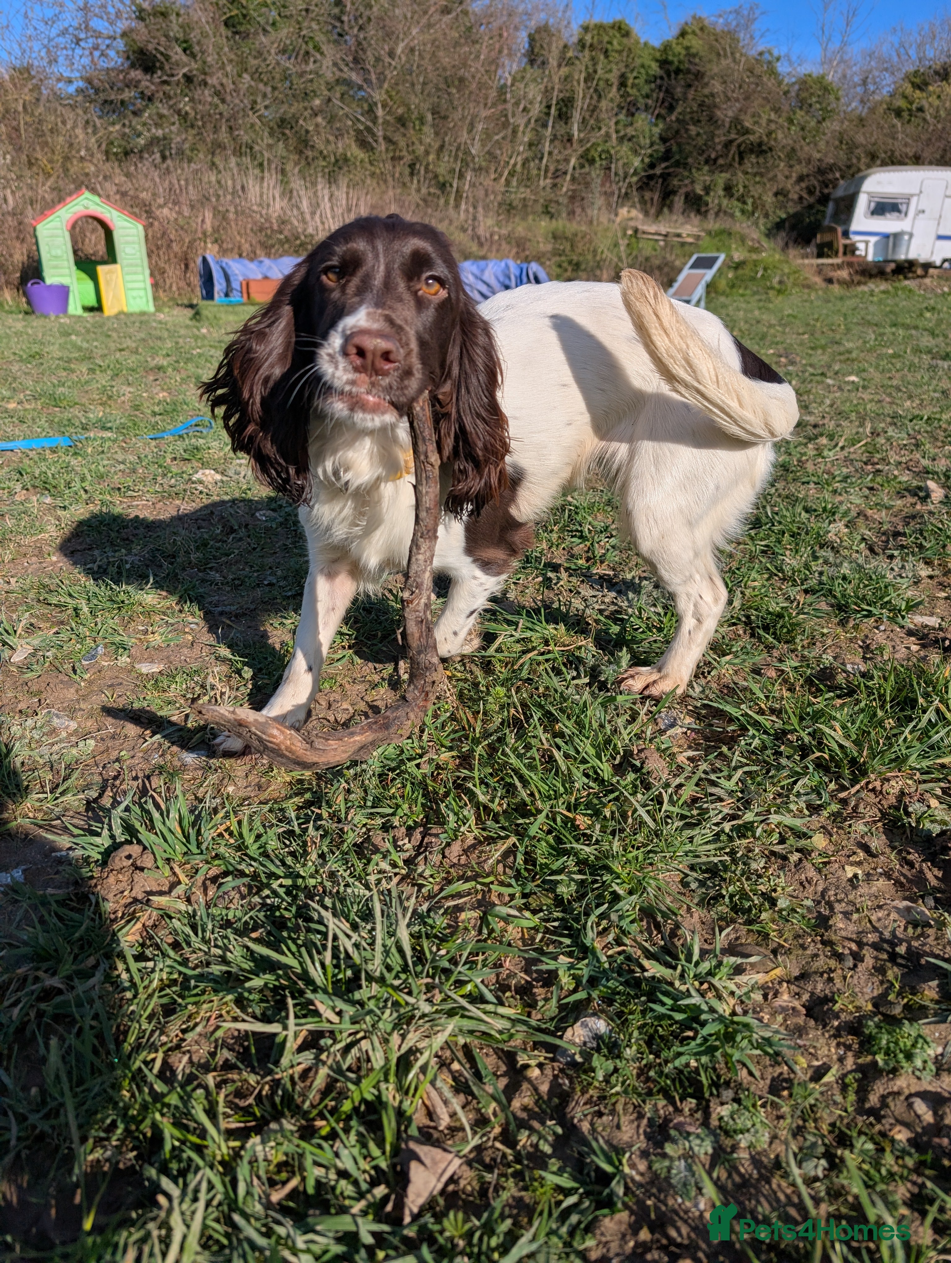 Cocker Spaniel dogs Working Female Cocker Spaniel  - Advert 5