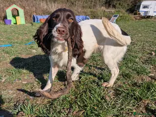 Cocker Spaniel dogs Working Female Cocker Spaniel - Advert 5