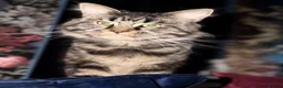 Maine Coon cats for sale: Maine Coon  in Craigavon - Advert 4