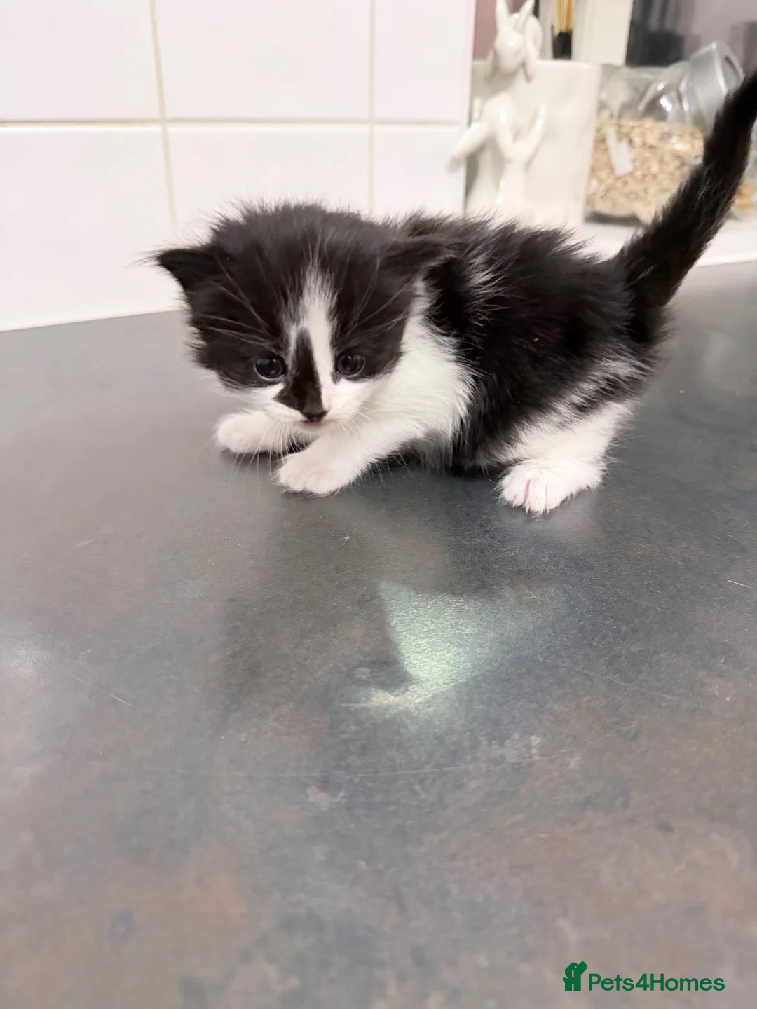 American Shorthair cats for sale: 🐾 6 BEAUTIFUL AMERICAN SHORTHAIR KITTENS 🐾 - Advert 14