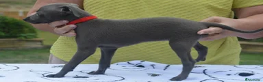 Italian Greyhound 3