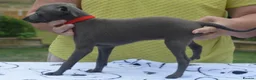 Italian Greyhound dogs for sale: KC reg Blue Italian greyhound puppys - Advert 13