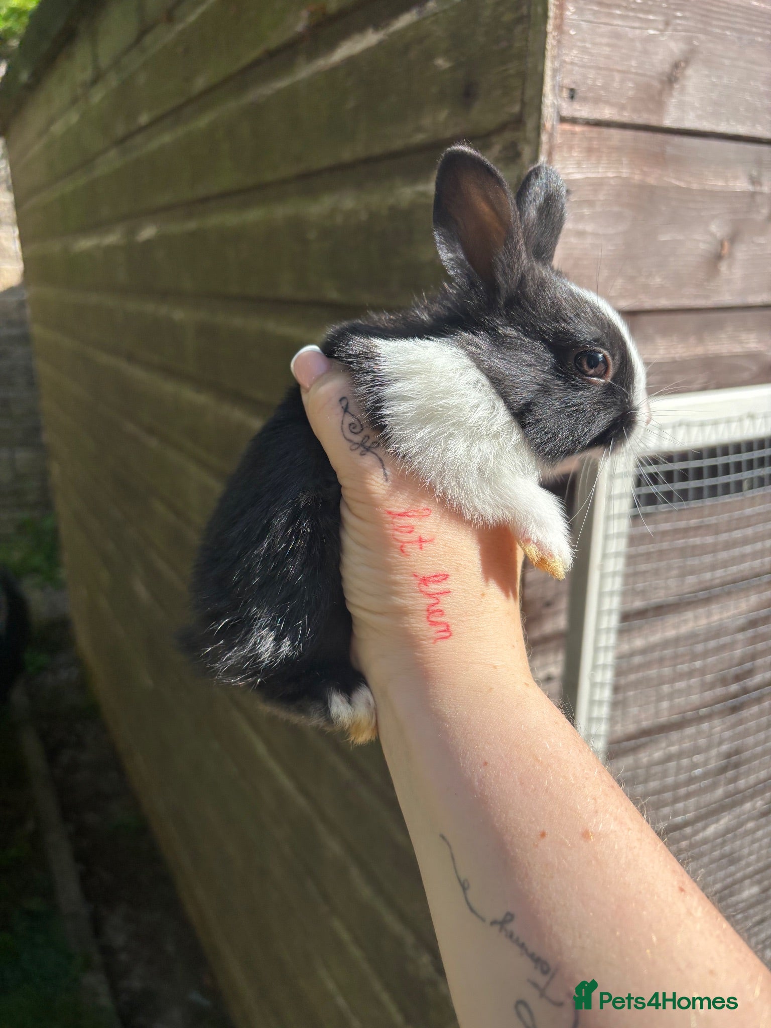Mixed Breed rabbits Lion head x Dutch Rabbits  - Advert 1