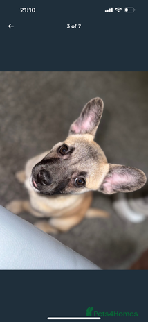 Mixed Breed dogs - Advert 6