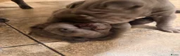 Shar Pei dogs for sale: Two beautiful Blue Shar Pei puppies (Male) - Advert 6