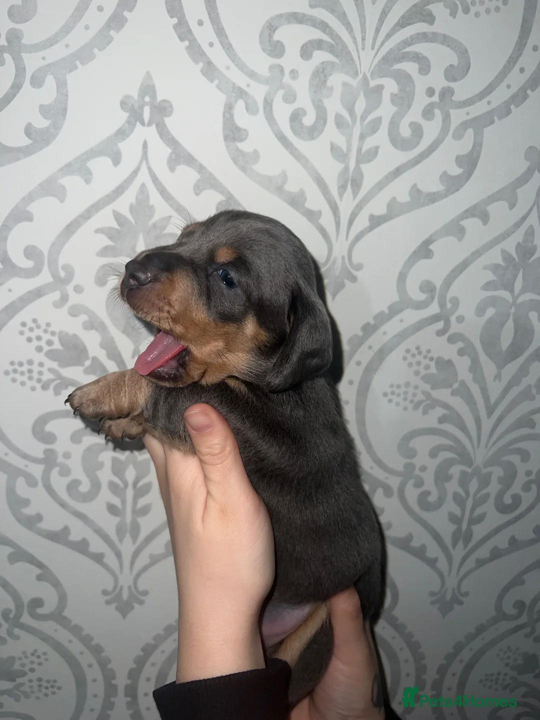 Miniature Dachshund dogs for sale: 2 remaining long haired girls miniature dachshund  - Advert 20
