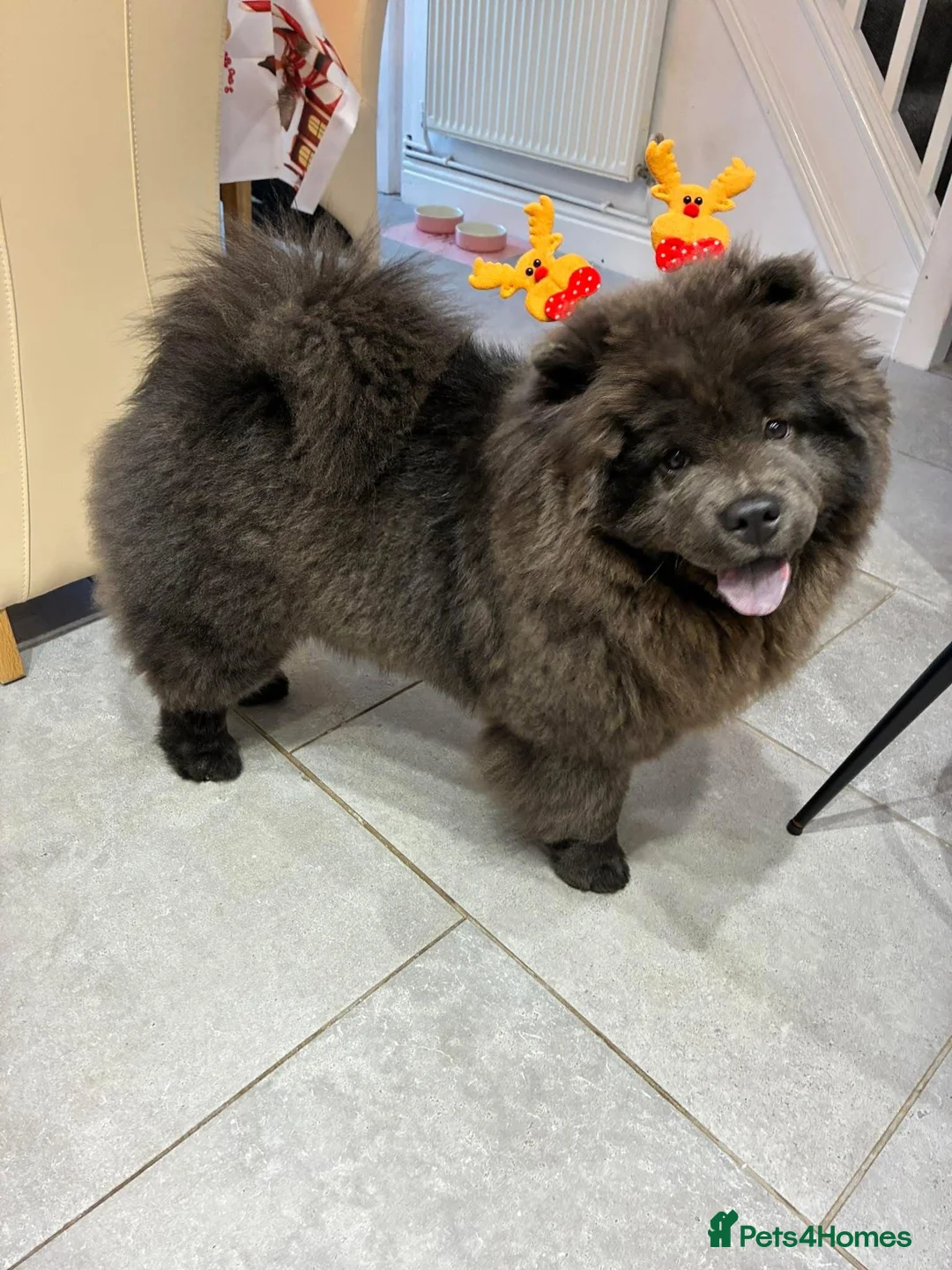 Chow Chow dogs for sale: Female chow chow in Rochester - Advert 1