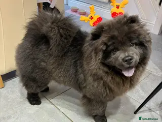 Chow Chow dogs Female chow chow in Rochester - Advert 2