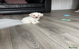 Bichon Frise dogs for sale: Bichon Frise Puppies - Image 7