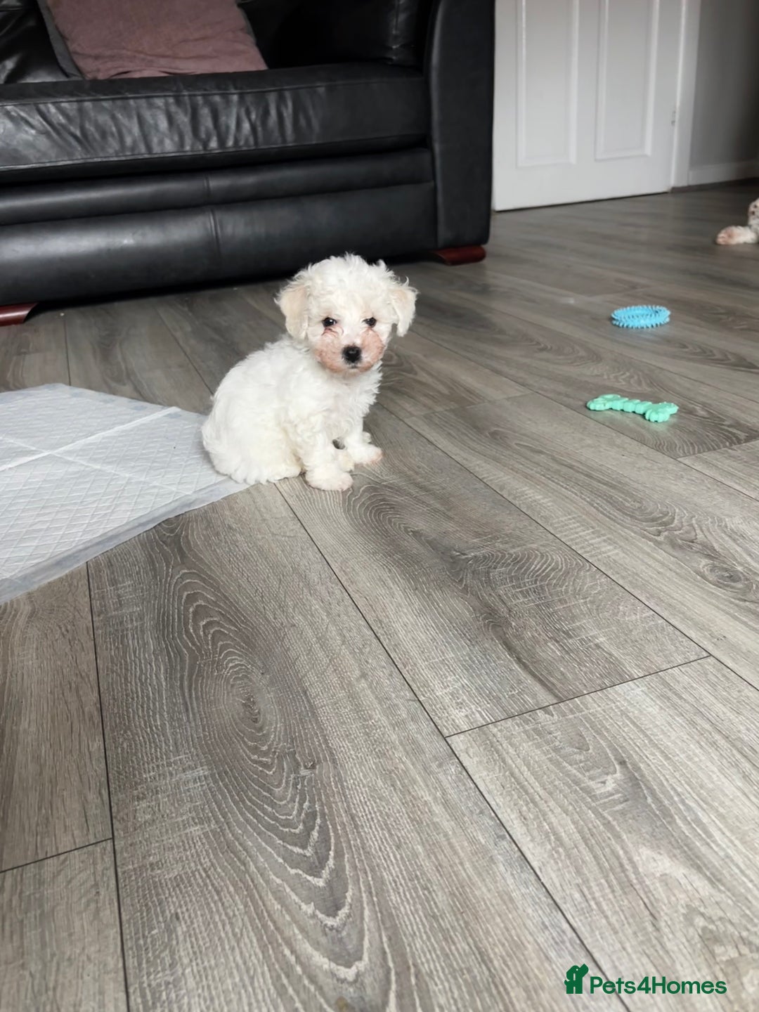 Bichon Frise dogs for sale: Bichon Frise Puppies - Image 7