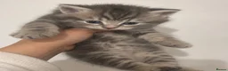 Mixed Breed cats for sale: ✨🐾Gorgeous Persian cross Kittens for sale in Southampton - Advert 3